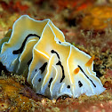 Nudibranch