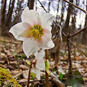 Black hellebore/Črni teloh