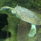 Spiny softshell turtle