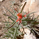 Desert Paintbrush
