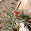Desert Paintbrush
