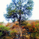 Juniperus