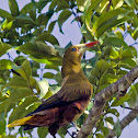 Green Oropendola