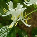 Japanese Honeysuckle