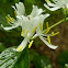 Japanese Honeysuckle