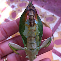 Leaf Insect