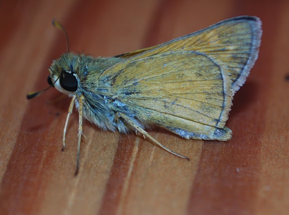 Spotting Image 1