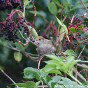 Blackcap female