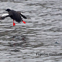 Pigeon Guillemot
