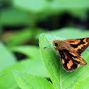 Lesser Band Dart (斷紋黃室弄蝶)