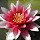 waterlilly763