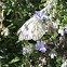 Checkered White