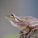 Rana platanera