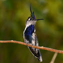 Plovercrest
