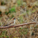 white necked munia