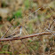 white necked munia