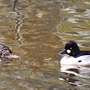 Common Goldeneye
