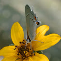 Gray Hairstreak