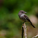 Western Wood-Pewee