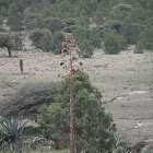 Maguey or Agave