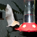 Orange Nectar Bat