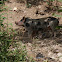 cerdo común