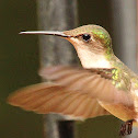 Ruby-throated hummingbird, female