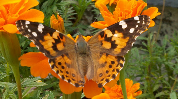 Spotting Image 1