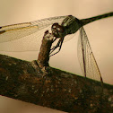 Dragon Fly