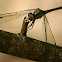 Dragon Fly