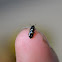 Beer bug