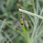 Parasitoid Fly