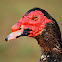Muscovy (Male)