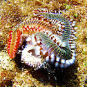 Fireworm