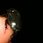 Scarab Beetle
