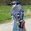 Blue Jay