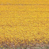 Daisies Behind Fence