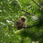 Gibbon