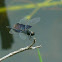 Sapphire Flutterer