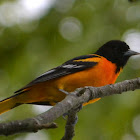 Baltimore Oriole