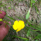 Buttercup
