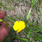 Buttercup