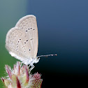 Lesser Grass Blue