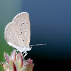 Lesser Grass Blue