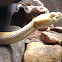 Timber Rattlesnake