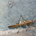 Leaf-Mimicking Katydid
