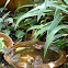 Scaly-breasted (Spotted) Munia