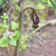 Bracken fern, fiddlehead