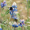 Annual Lupine with bumble bee