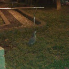 Malayan Night Heron